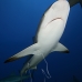 shark_reef_caribbean_bc2_jar_v_0494_cub3626.jpg